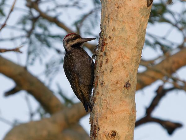 Baardspecht (Dendropicos namaquus)